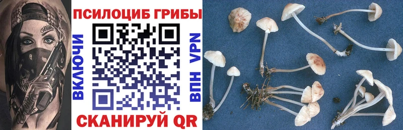 Псилоцибиновые грибы Cubensis  Купить где  Калининск 
